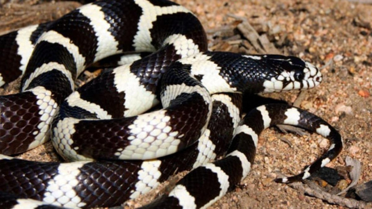 Trong thiên nhiên hoang dã, khi gặp đe dọa và không còn đường chạy trốn, rắn vua sẽ tiết ra mùi hôi để xua đuổi kẻ địch. Dù có mùi khó chịu, nhưng rắn vua vẫn được một số người nuôi làm thú cưng và thức ăn chủ yếu của chúng là chuột.