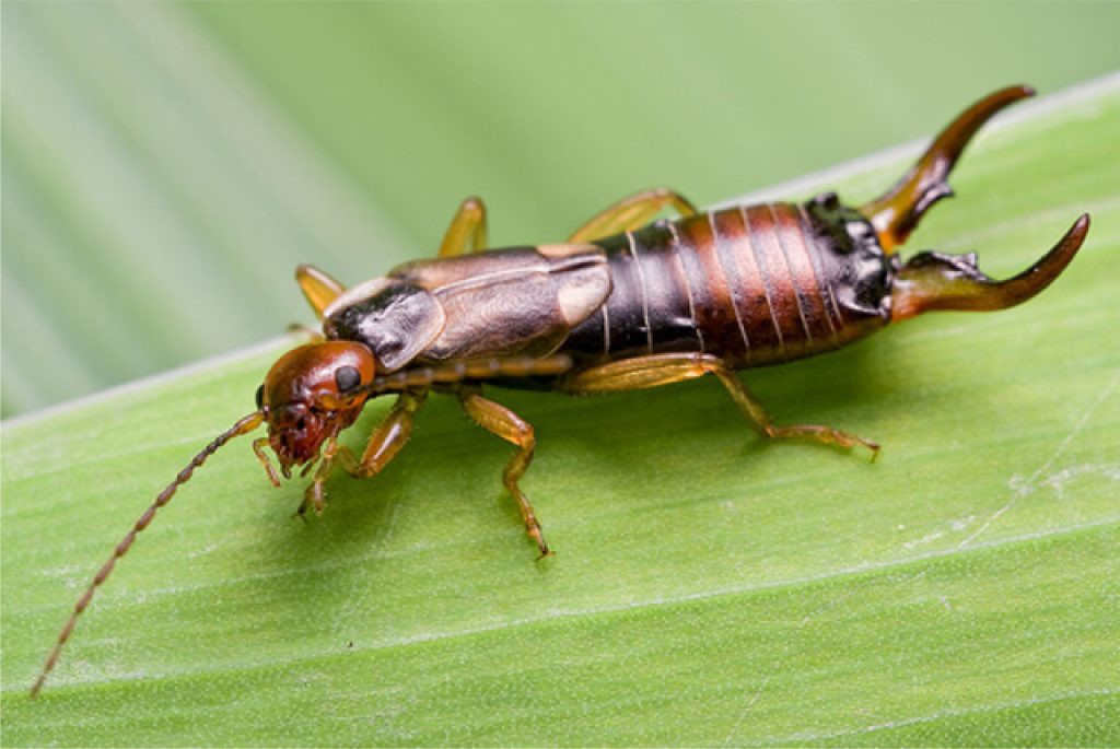  9. Bọ tai – Earwig. Earwig là một loài côn trùng nhỏ, sẫm màu được tìm thấy ở khắp châu Mỹ, châu Phi, châu Á và Australia. Bọ tai sống chủ yếu về đêm, còn ban ngày chúng sẽ ẩn mình dưới những tảng đá, kẽ hở đất để tránh ánh nắng. Khi gặp nguy hiểm, Earwig sẽ tiết ra một chất lỏng màu vàng có mùi cực kỳ hôi thối để chống lại những kẻ săn mồi như cóc, ếch và một số loài thằn lằn. 