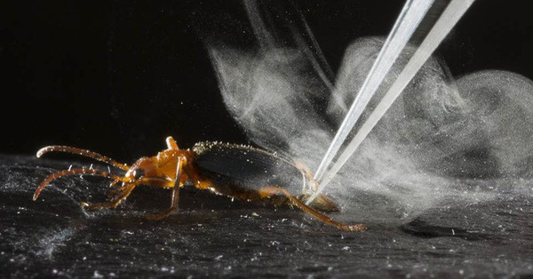  3. Bọ đánh bom - Bombardier Beetle. Bọ đánh bom được đặt tên theo chiến lược phòng thủ khác thường của chúng. Khi gặp nguy hiểm, Bombardier Beetle sẽ phun ra một loại hóa chất có mùi hôi, nóng và chứa độc tố.