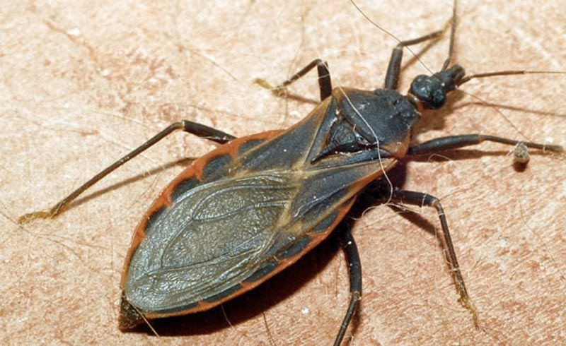  5. Bọ xít - Stink Bug. Bọ xít là một họ côn trùng thuộc bộ cánh nửa. Khi gặp nguy hiểm hoặc bất ngờ bị động, bọ xít sẽ tiết ra mùi cực kỳ khó chịu, thậm chí còn gây choáng cho một số loài động vật và đây chính là cơ chế phòng ngự của bọ xít trước những kẻ săn mồi. 