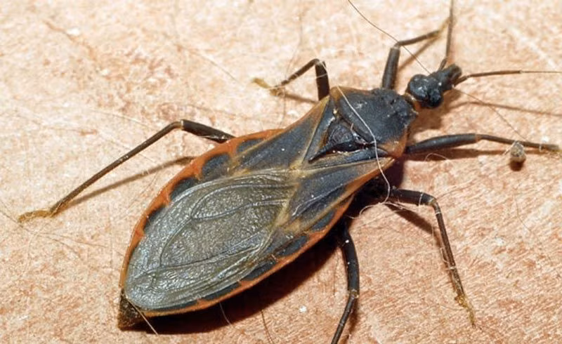  5. Bọ xít - Stink Bug. Bọ xít là một họ côn trùng thuộc bộ cánh nửa. Khi gặp nguy hiểm hoặc bất ngờ bị động, bọ xít sẽ tiết ra mùi cực kỳ khó chịu, thậm chí còn gây choáng cho một số loài động vật và đây chính là cơ chế phòng ngự của bọ xít trước những kẻ săn mồi. 