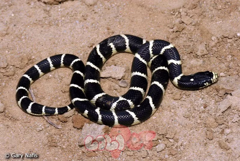 10. Rắn vua. Rắn vua hay còn gọi là rắn hôi Đài Loan là một loài rắn lớn, có màu sắc khá đẹp sống trong các khu rừng thưa hoặc đồng cỏ ở Trung Quốc và phía Bắc Việt Nam. Loài rắn này được mệnh danh là “Nữ hoàng hôi thối vì chúng có thể tiết ra mùi hăng nồng từ các tuyến sau hậu môn.