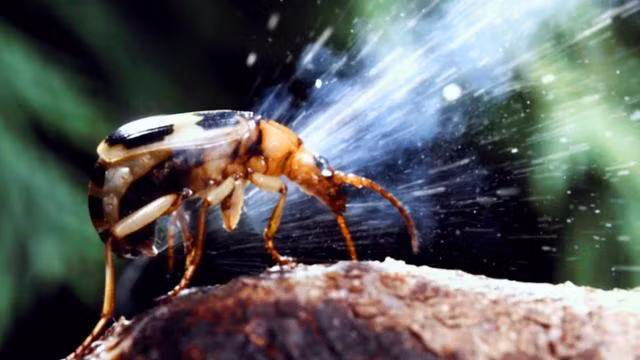 Theo các nhà khoa học, thành phần chủ yếu của loại hóa chất này là hydroquinone và hydro peroxide. Khi hai chất này được kết hợp với một loại enzyme trong cơ thể bọ đánh bom thì sẽ tạo ra hỗn hợp có nhiệt độ lên tới gần 100 độ C, có thể gây bỏng với người và nhiều loài động vật khác. 