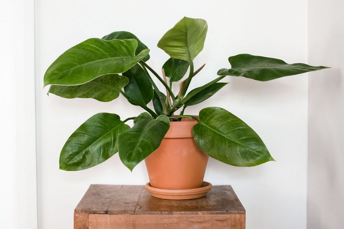 Trầu bà đế vương (Philodendron erubescens) là loài cây có lá lớn, dày, mặt trên của lá nhẵn bóng, toàn bộ cây toát lên vẻ vững chắc, khỏe khoắn. Chúng có 4 biến thể thường gặp là xanh, đỏ, tím và vàng.