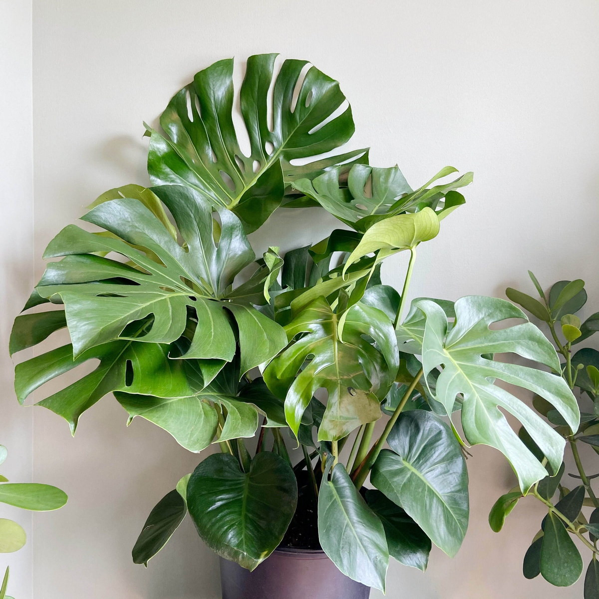 Trầu bà lá xẻ (Monstera deliciosa) còn gọi là trầu bà thanh xuân có lá bản to, phiến lá dày, bóng, đẹp, phiến lá xẻ thùy theo kiểu "ngẫu hứng". Đây là loài cây có kích thước lớn, đòi hỏi không gian rộng để phát triển. Cây trồng lâu năm có thể phát triển thân dài nhiều mét.