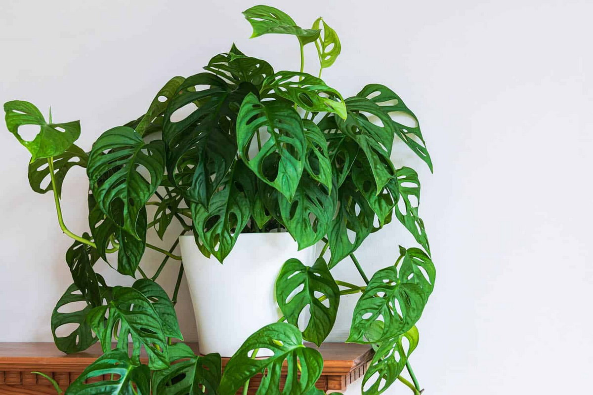 Trầu bà lá lỗ (Monstera adansonii) hay trầu bà cửa sổ là loài trầu bà kích thước nhỏ, có thân chi thành nhiều nhánh bò lan. Trên phiến lá loài cây này có nhiều lỗ to nhỏ khác nhau rất độc đáo và dễ nhận biết.