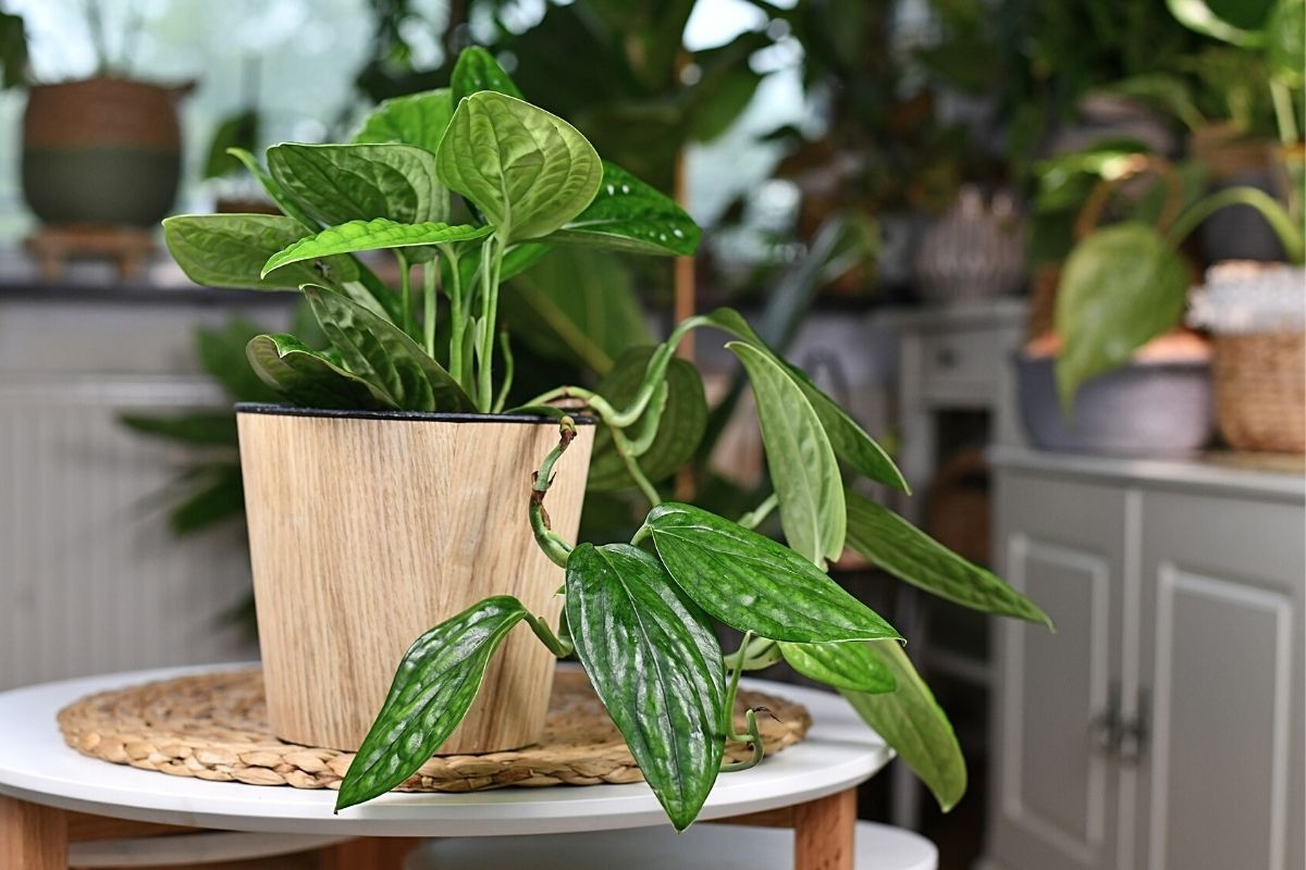 Trầu bà hạnh phúc (Monstera peru) là loài trầu bà dạng dây leo có lá màu xanh đậm bóng, gợn sóng nhẹ, bề mặt lá có hình hoa văn nhăn nheo đặc trưng.