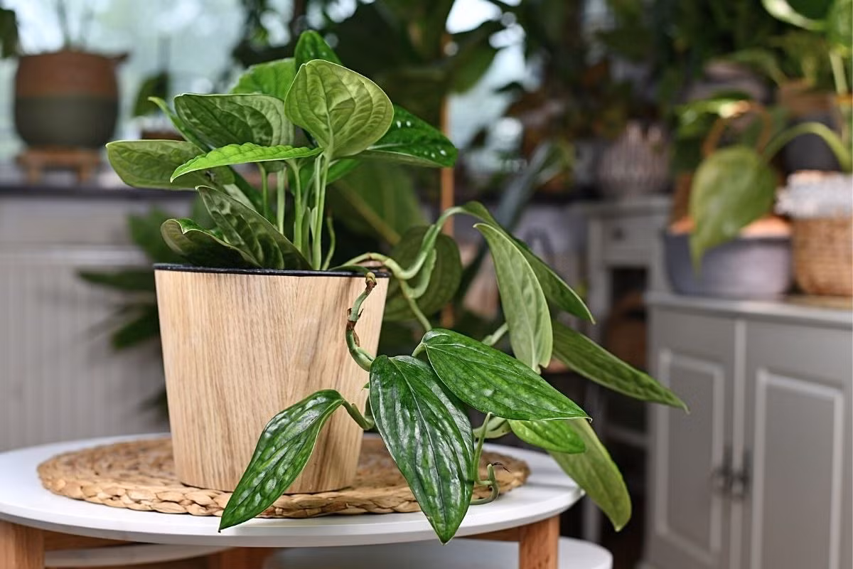 Trầu bà hạnh phúc (Monstera peru) là loài trầu bà dạng dây leo có lá màu xanh đậm bóng, gợn sóng nhẹ, bề mặt lá có hình hoa văn nhăn nheo đặc trưng.