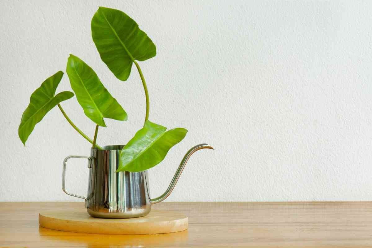 Trầu bà tỉ phú (Philodendron burle-marxii) là loài trầu bà nhỏ có lá có hình tim thuôn dài hơn các loài trầu bà khác. Có thân phát triển dài và lá rậm rịt theo thời gian, loài cây này có thể được trồng ở chân cột và bao phủ thân cột sau vài năm.