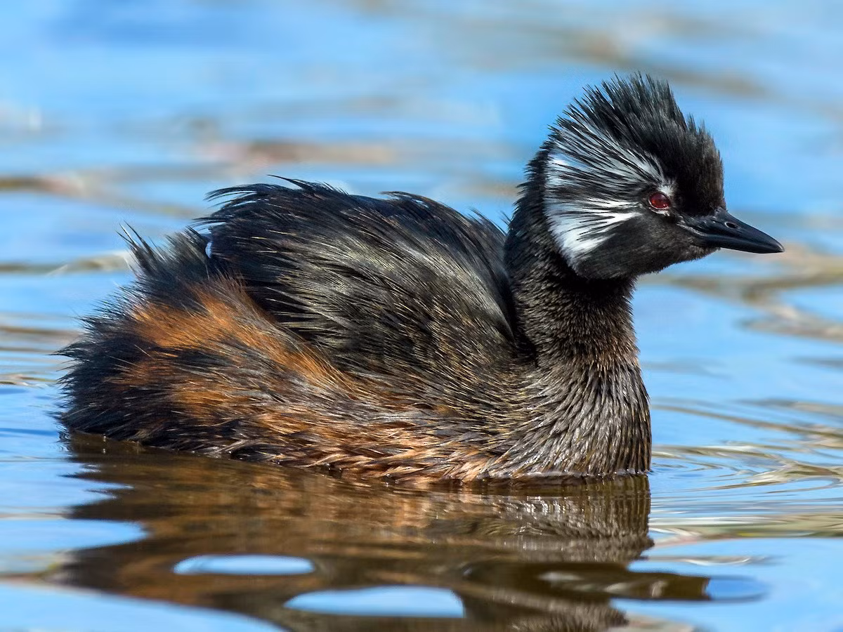 Le ngù trắng (Rollandia rolland) dài 24-36 cm, là loài bản địa ở miền Nam của Nam Mỹ. Loài chim này sống trong các hồ nước quang đãng có nhiều rong. Quần thể ở xa về phía Nam sẽ di cư lên phía Bắc vào mùa lạnh.