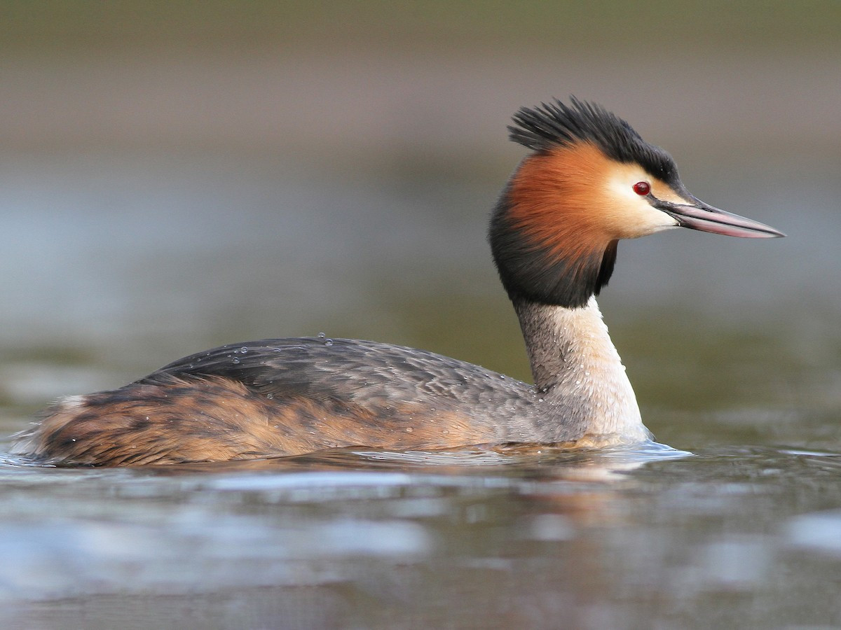 Le mào lớn (Podiceps cristatus) dài 46-51 cm, phân bố ở lục địa Á - Âu và châu Phi. Loài le này nổi tiếng nhờ màn trình diễn ve vãn mùa sinh sản.