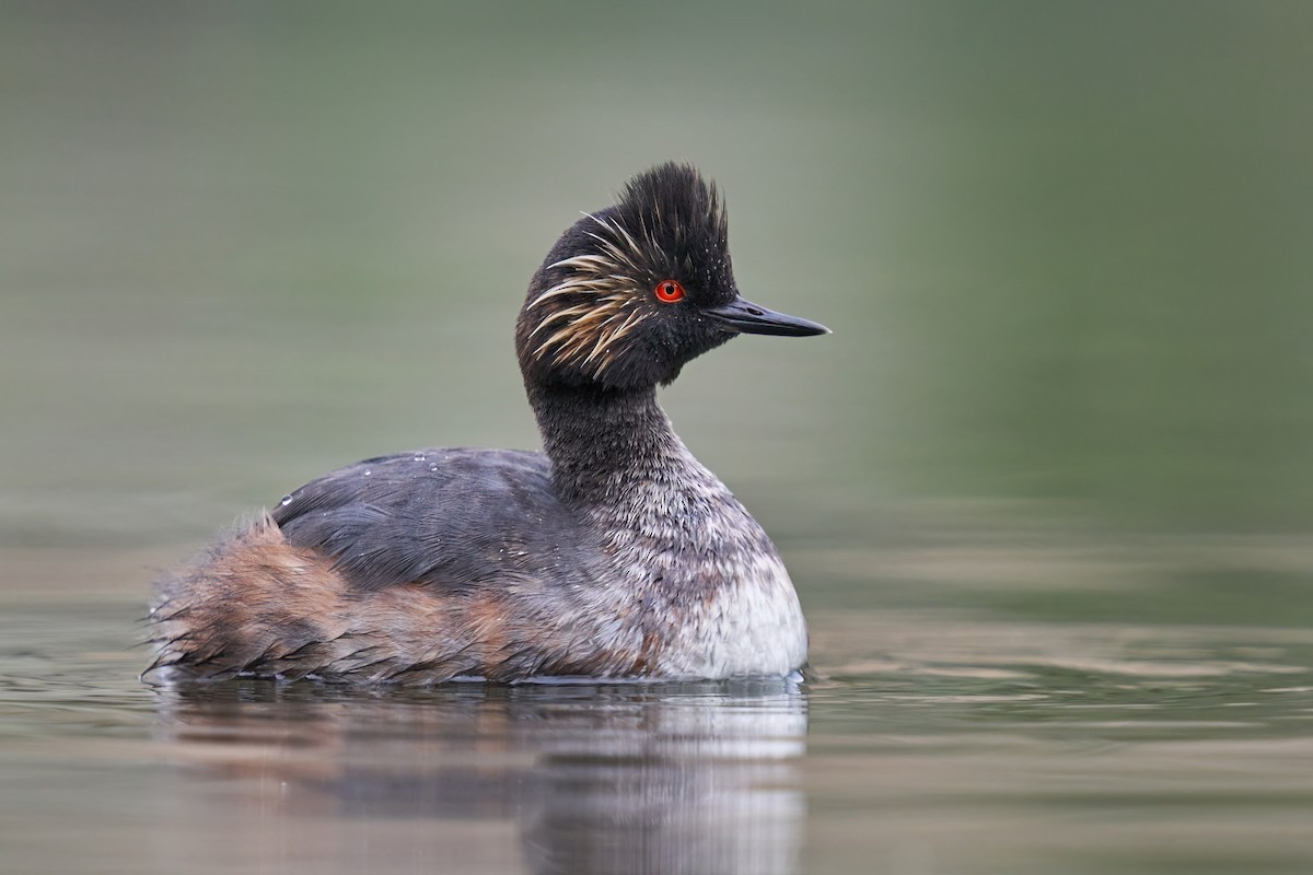 Le cổ đen (Podiceps nigricollis) dài 28-34 cm, phân bố khắp Bắc bán cầu. Nhưng các loài cùng chi Podiceps, loài le mỏ nhọn này có lông đầu sặc sỡ khi vào mùa sinh sản.