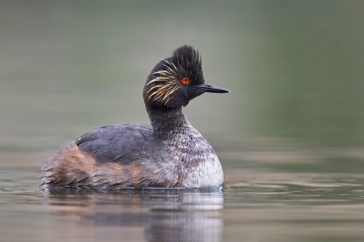 Le cổ đen (Podiceps nigricollis) dài 28-34 cm, phân bố khắp Bắc bán cầu. Nhưng các loài cùng chi Podiceps, loài le mỏ nhọn này có lông đầu sặc sỡ khi vào mùa sinh sản.