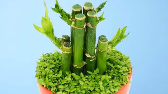 Truc phat tai nen trong bao nhieu cay trong nha de hut loc?