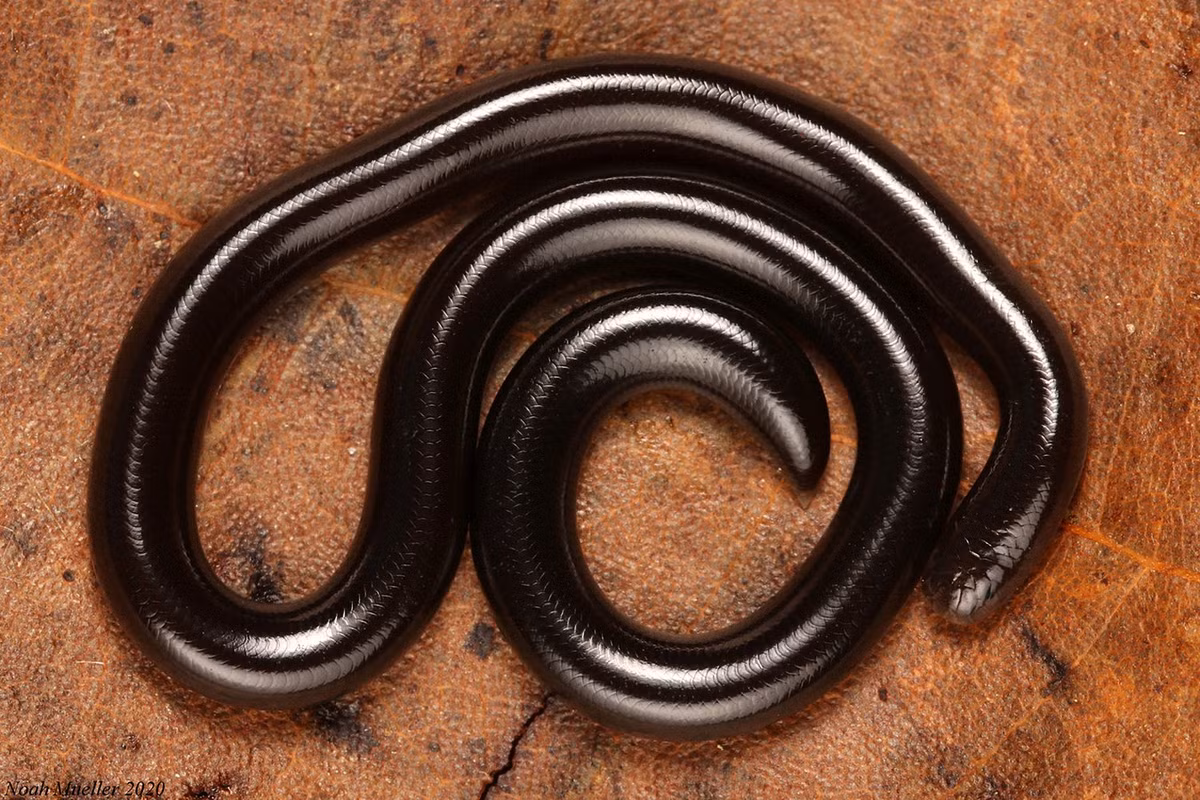 Đặc điểm độc đáo nhất của răn giun là sinh sản đơn tính. Rắn cái đẻ từ 1-8 trứng kích thước 2x6 mm, không có sự thụ tinh của con đực. Ảnh: Florida Museum.