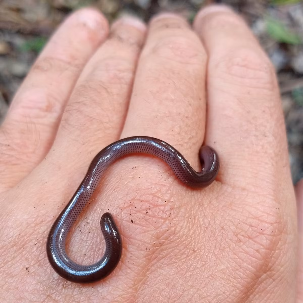 Ở Việt Nam, có lời đồn rằng rắn giun rất độc. Trên thực tế, loài rắn nhỏ này không có độc vào hoàn toàn vô hại với con người. Hàm của chúng nhỏ và yếu đến mức không thể gây ra nổi một vết xước trên da người. Ảnh: Wildlife Travel.