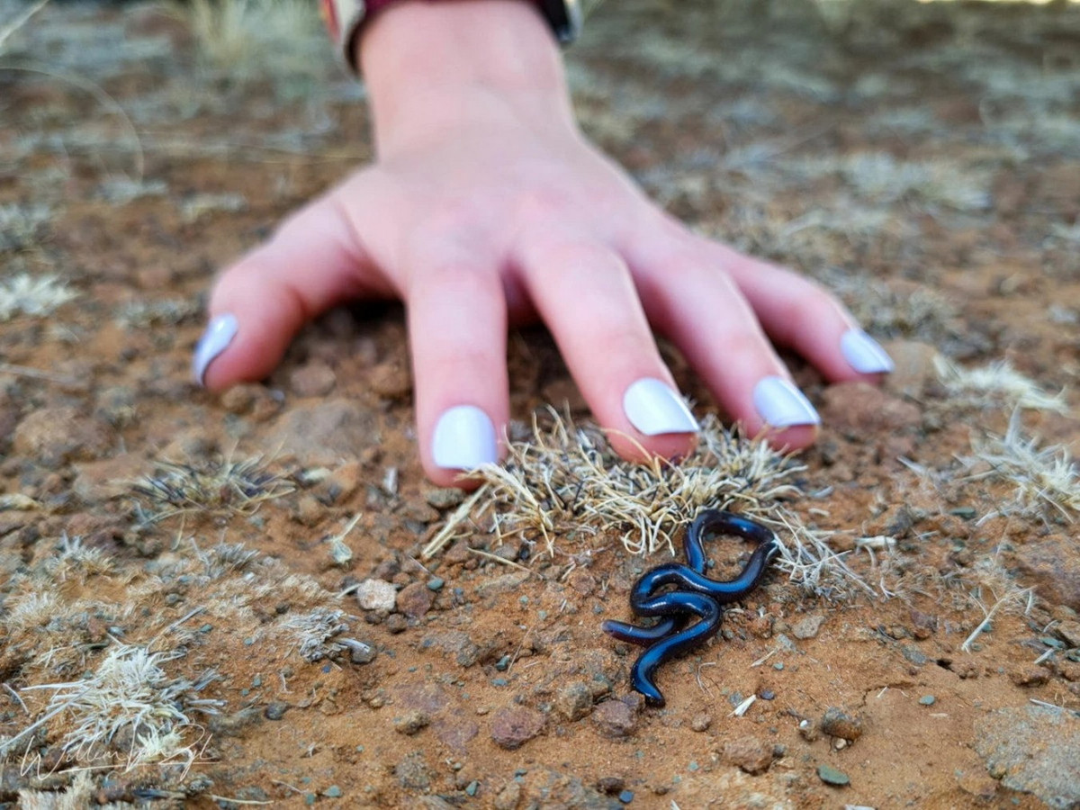 Con người thường nhầm lẫn rắn giun với giun đất khi nhìn thấy chúng trong đất trồng cây. Đặc điểm phân biệt của chúng với giun là thân không phân đốt, nhìn kĩ sẽ thấy các vảy nhỏ. Ảnh: Publish0x.