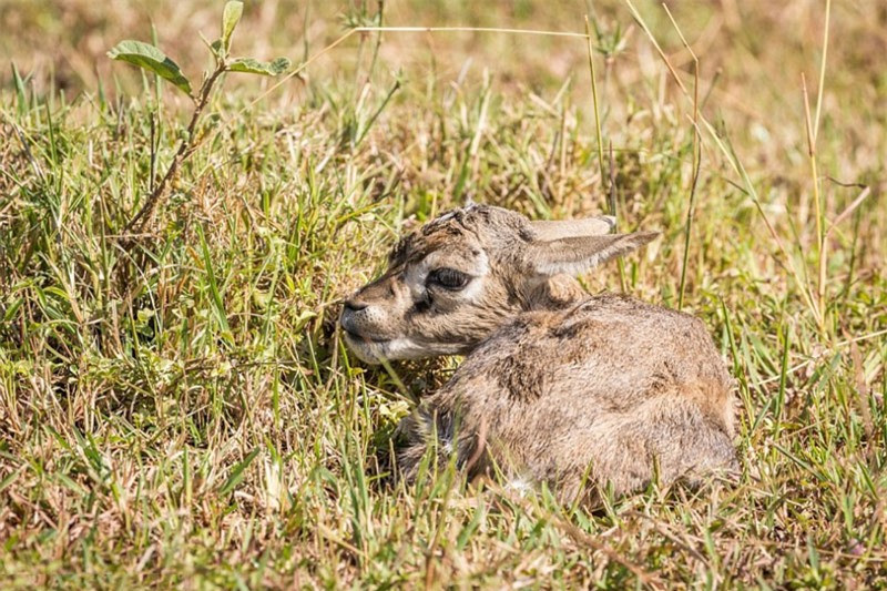 Chú nai sơ sinh ốm yếu bị lạc mẹ chắc không thể tưởng tượng ra quãng đời ngắn ngủ của nó thê thảm thế nào.