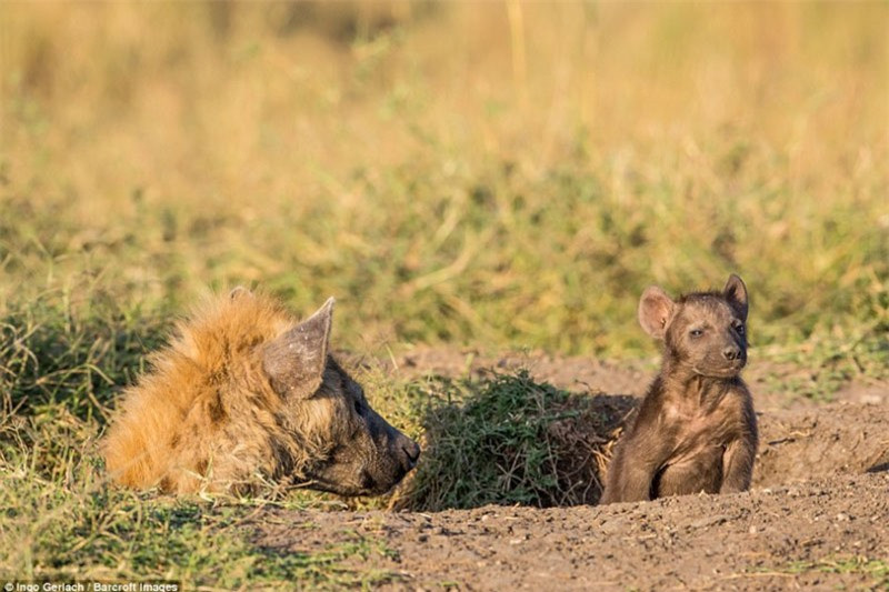 Linh cẩu con ở nhà chờ cha mẹ chúng mang thức ăn về. Nhìn nó cũng rất đáng thương với thân hình ốm yếu.