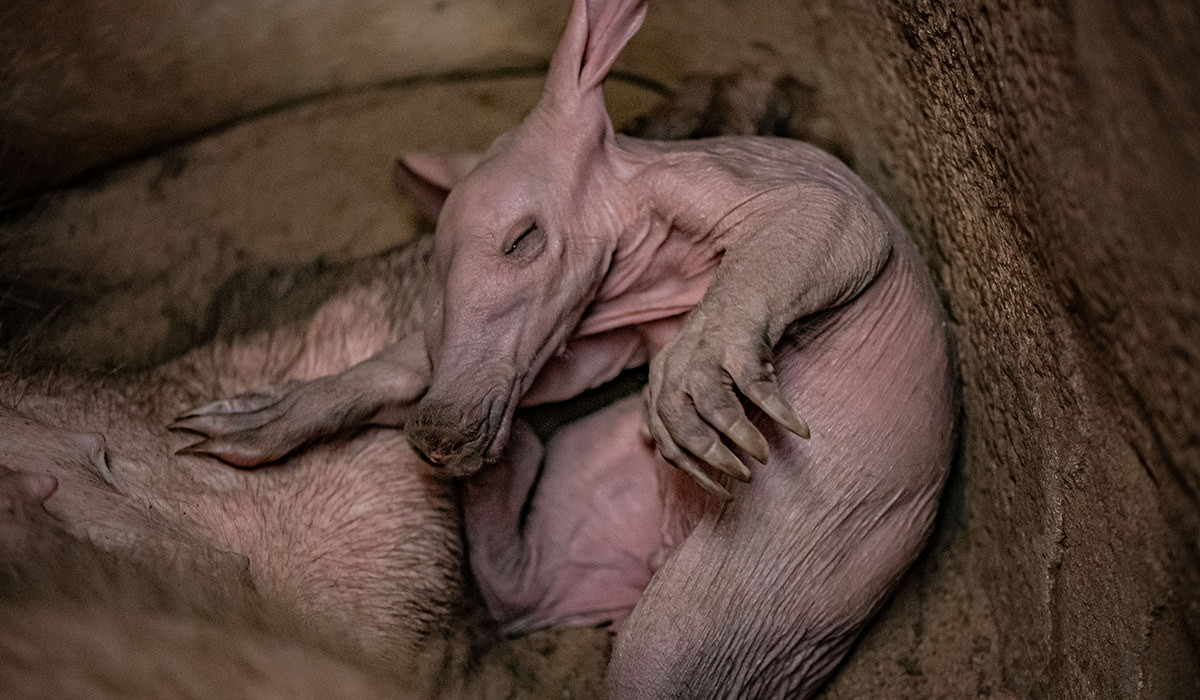 Loài vật này kết đôi trong mùa sinh sản vào khoảng cuối năm. Sau thời gian mang thai 7 tháng, một con non nặng khoảng 1,7–1,9 kg được sinh ra. Lợn đất sơ sinh có đôi tai cụp và nhiều nếp nhăn. Ảnh: Chester Zoo.