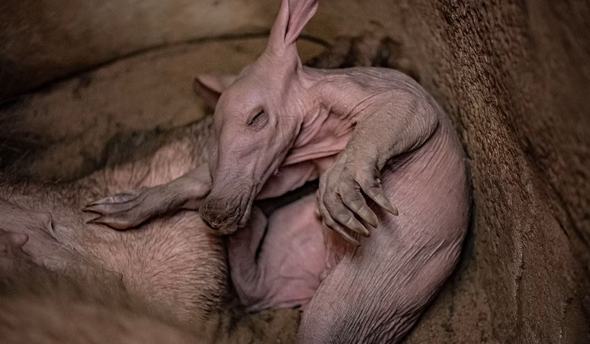 Loài vật này kết đôi trong mùa sinh sản vào khoảng cuối năm. Sau thời gian mang thai 7 tháng, một con non nặng khoảng 1,7–1,9 kg được sinh ra. Lợn đất sơ sinh có đôi tai cụp và nhiều nếp nhăn. Ảnh: Chester Zoo.