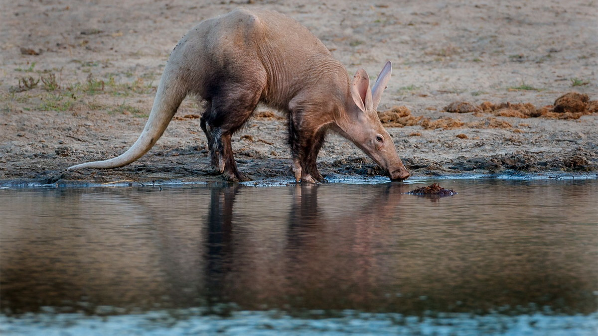 Mõm lợn đất dài giống lợn, được sử dụng để đánh hơi tìm nguồn thức ăn. Chiếc đuôi của chúng có thể dài tới 70 cm, khá to và thon dần về phía đỉnh, rất giống đuôi chuột túi. Tai chúng dài giống tai thỏ. Ảnh: Science.