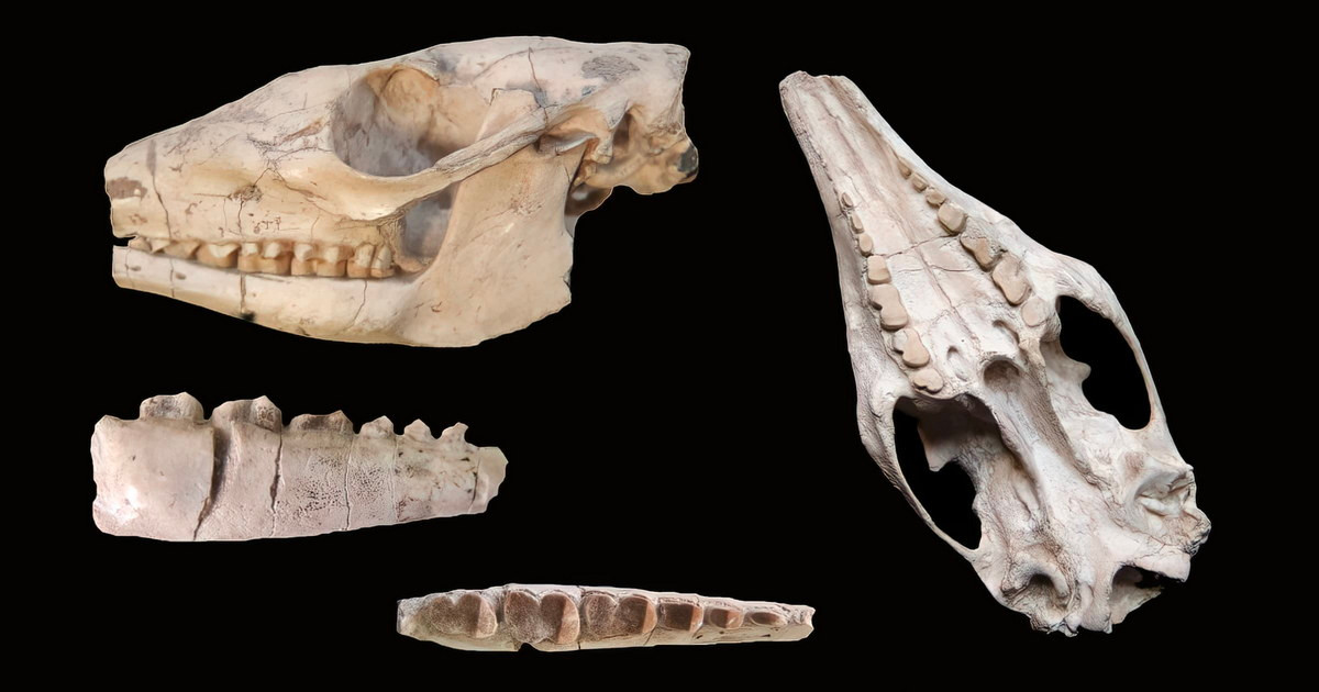 Số lượng ống ở từng răng phụ thuộc vào kích thước của răng. Răng lớn nhất có tới 1.500 ống. Kiểu răng này không có lớp men bên ngoài, bị mài mòn và mọc lại liên tục. Ảnh: Evolution News.