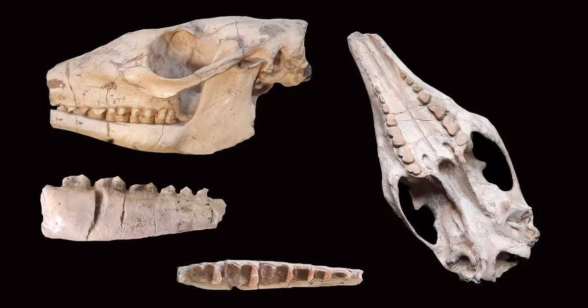 Số lượng ống ở từng răng phụ thuộc vào kích thước của răng. Răng lớn nhất có tới 1.500 ống. Kiểu răng này không có lớp men bên ngoài, bị mài mòn và mọc lại liên tục. Ảnh: Evolution News.
