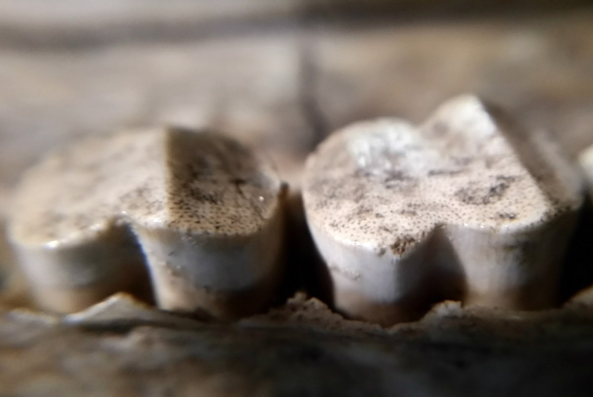 Một trong những đặc điểm khác biệt nhất của lợn đất so với các loài thú khác nằm ở bộ răng. Mỗi răng của chúng có một cụm các ống mỏng, hình lục giác, thẳng đứng, mỗi ống có một ống tủy riêng lẻ. Ảnh: Bone Collecting.