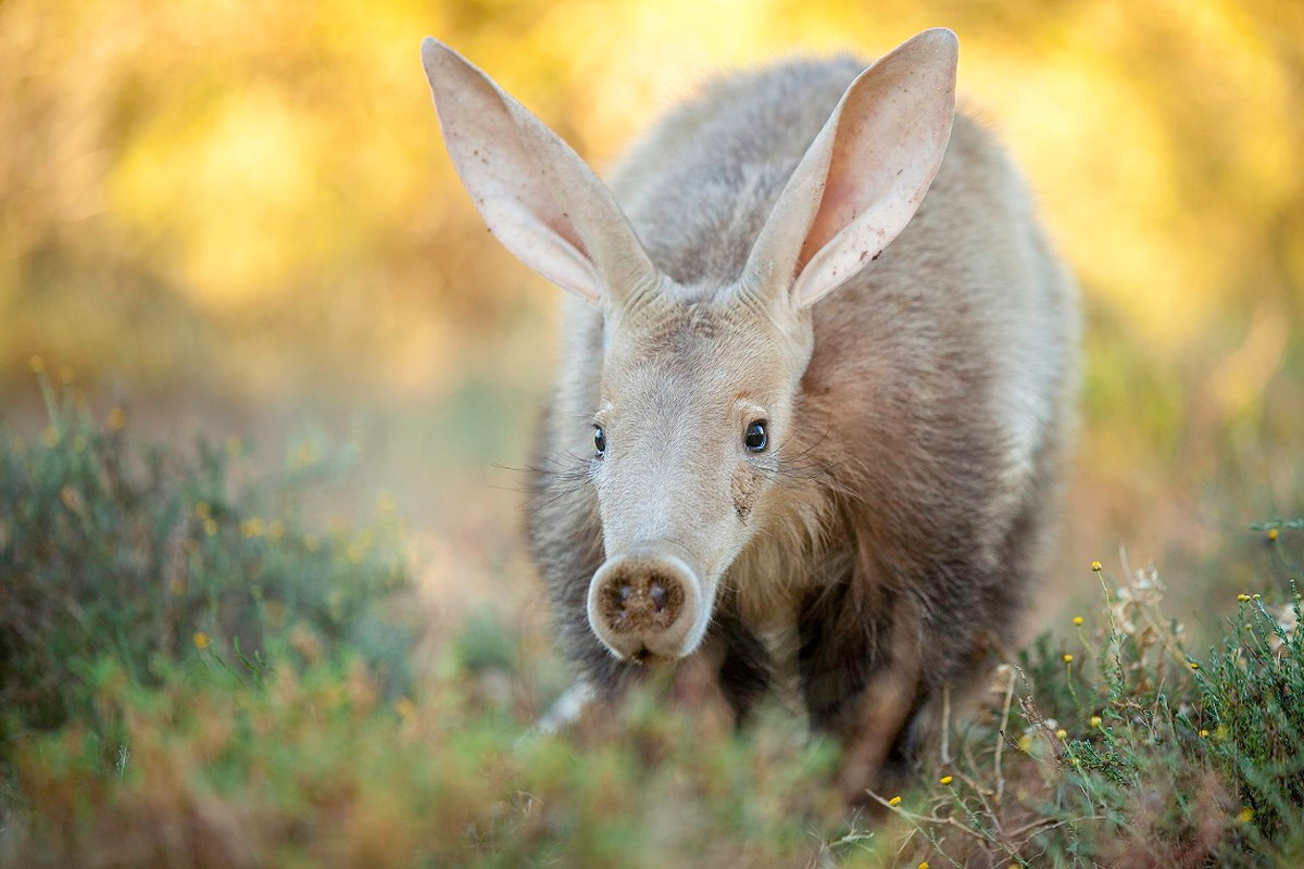 Dù lông trên thân khá thưa, quanh mũi của lợn đất lại có những búi lông khá dày có tác dụng như là một bộ lọc bụi khi chúng đào đất. Ảnh: Wild Card.