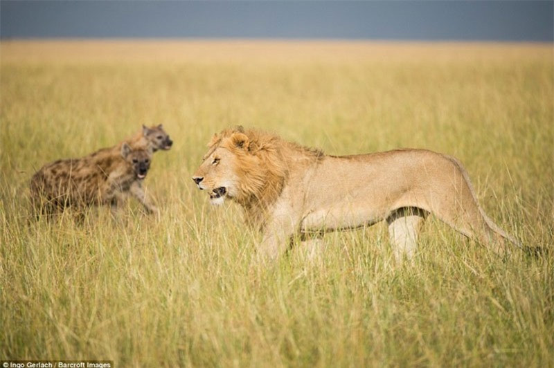 #Lát sau, một con sư tử đực xuất hiện hăm dọa lũ cơ hội.