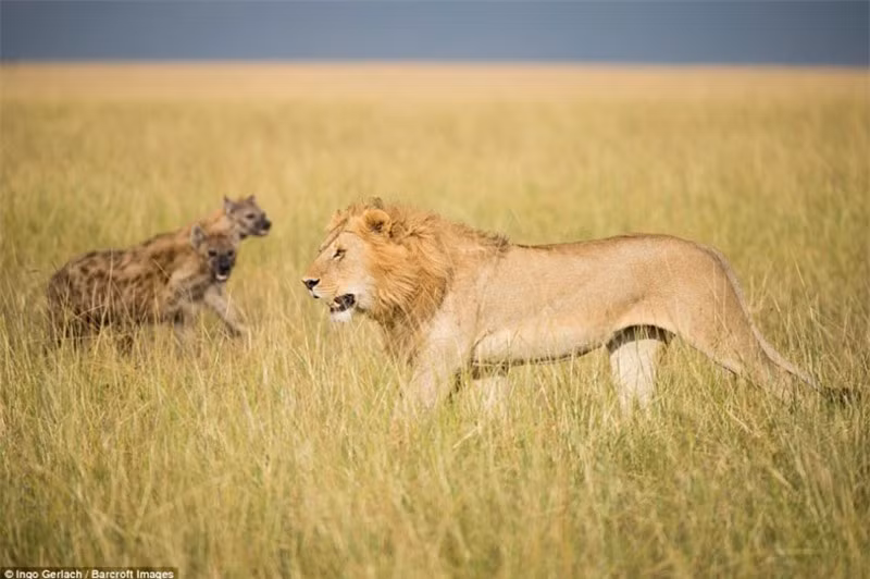 #Lát sau, một con sư tử đực xuất hiện hăm dọa lũ cơ hội.