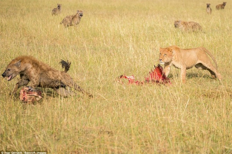 Sư tử đứng canh miếng mồi còn lại tránh để bị những kẻ cơ hội cướp đi.