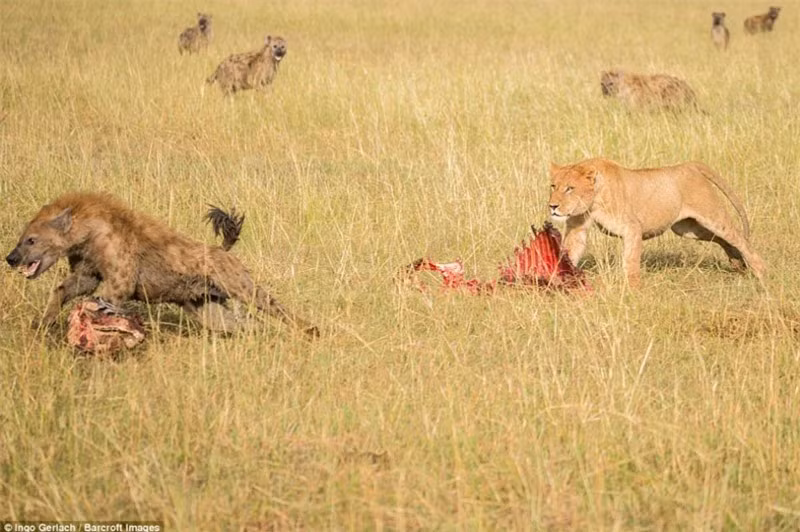 Sư tử đứng canh miếng mồi còn lại tránh để bị những kẻ cơ hội cướp đi.