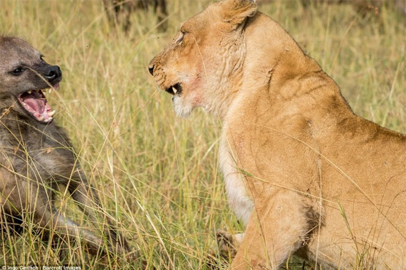 Tuy trọng lượng hay sức lực đều thua kém sư tử, nhưng linh cẩu lại tỏ ra rất dũng cảm. Nó không hề e dè trước đối thủ, thậm chí còn gầm gừ to hơn.