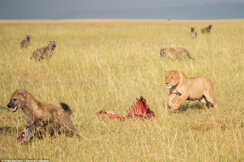 Tuy bị cướp mồi, nhưng mặt con sư tử cái này lại tỏ ra rất bình thản mà không hề tức giận.