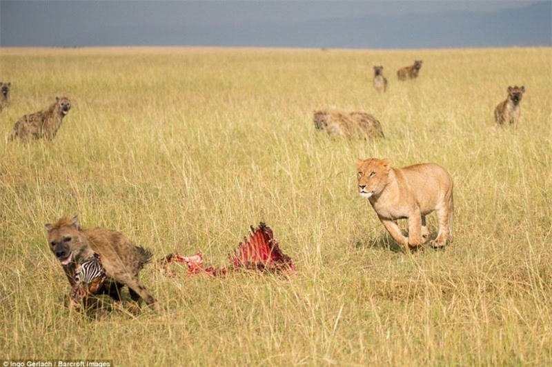 Lợi dụng sư tử lơ là, một con linh cẩu lập tức lao lại cướp miếng mồi. Trong khi đó, những con linh cẩu khác chỉ biết đứng nhìn thèm thuồng.