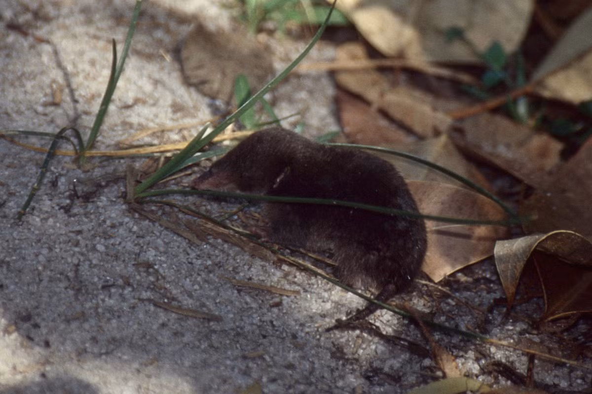 Chuột nhím lúa Hova (Oryzorictes hova) dài 10-12 cm, phân bố ở phía Tây Madagascar. Trông như con chuột chũi, loài thú đào hang này có các chi trước rất phát triển, vuốt dài, mắt và tai nhỏ. Chúng sống đông đúc ở các đầm lầy và đồng lúa.