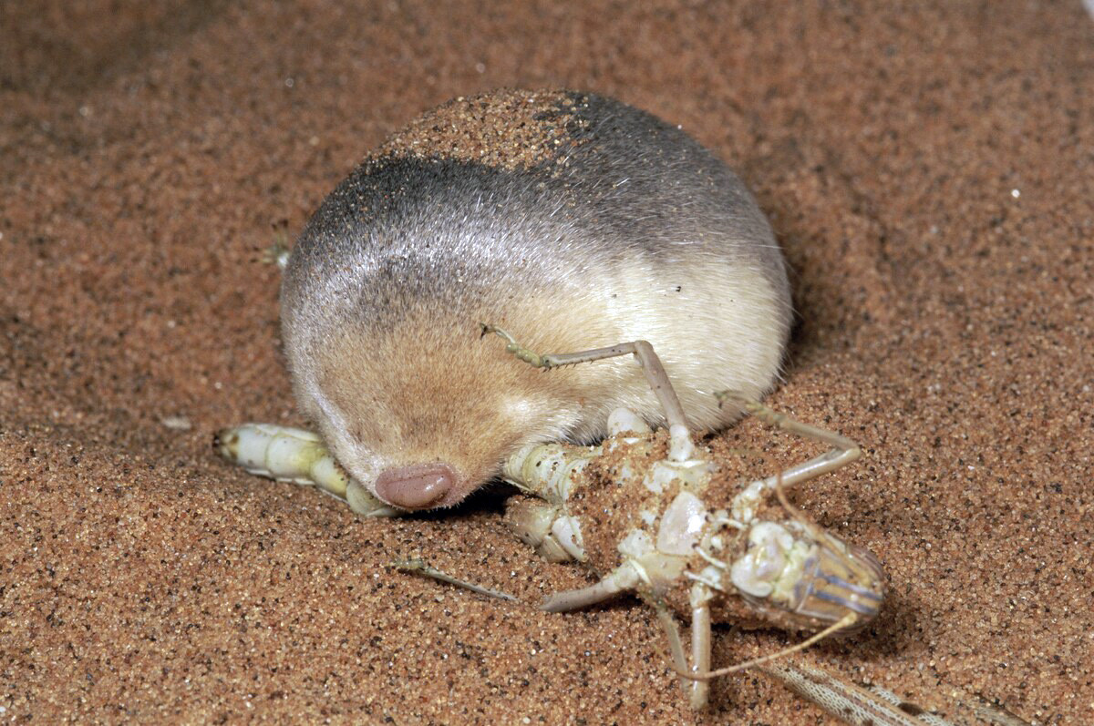 Chuột chũi vàng Grant (Eremitalpa granti) dài 8-9 cm, cư trú ở các cồn cát vùng bờ biển phía Tây Nam châu Phi. Loài vật này sống trong sinh cảnh khô hạn bậc nhất thế giới. Chúng "bơi" trong cát hơn là xây đường hầm.