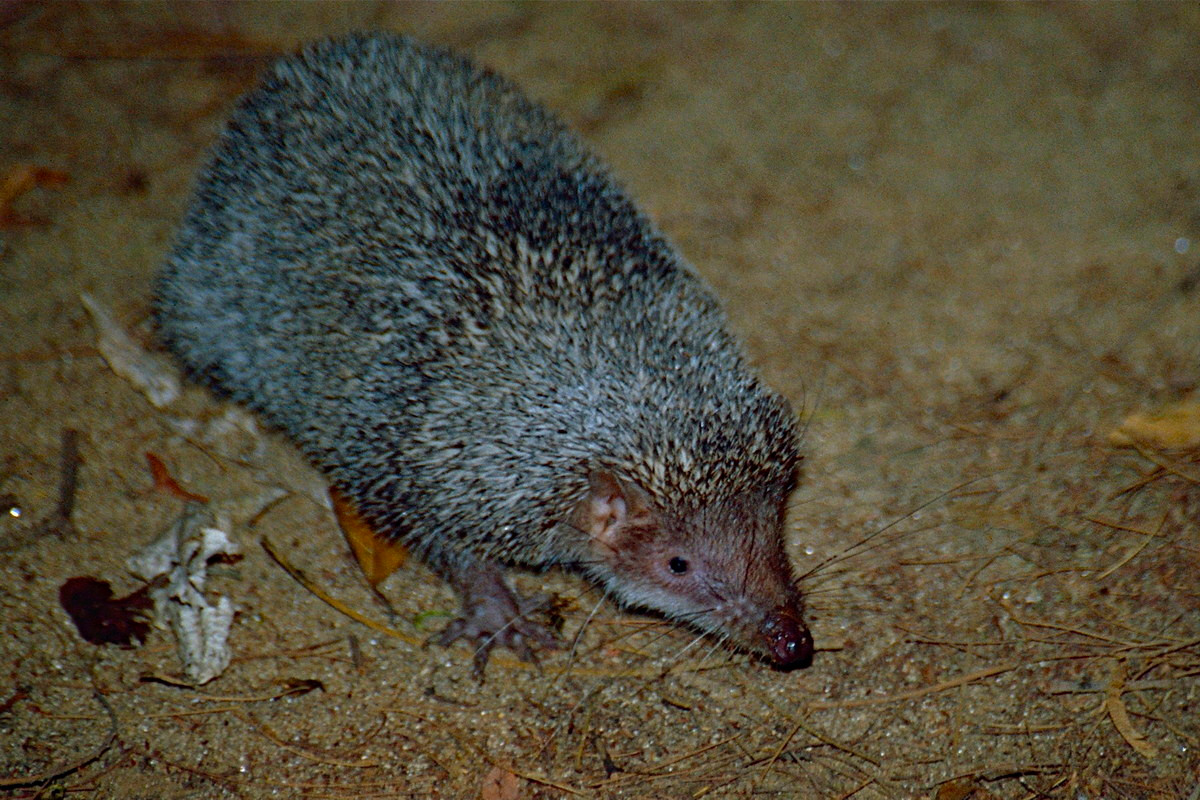 Chuột nhím gai lớn (Setifer setosus) dài 15--21 cm, phổ biến khắp Madagascar. Loài này sinh sống cả trong các đô thị. Chúng ăn đủ loại thức ăn, gồm côn trùng, giun đất, trái cây và cả xác chết.