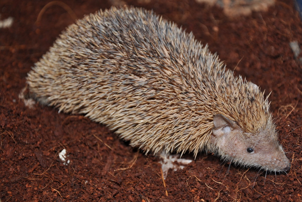 Chuột nhím gai nhỏ (Echinops telfairi) dài 10-15 cm, phân bố ở khu vực ven biển Tây Nam Madagascar. Với bộ lông biến đổi hoàn toàn thành gai, loài này khá giống các loài nhím gai (phân họ Erinaceidae) dù không có quan hệ họ hàng. Chúng cũng tự vệ bằng cách cuộn tròn như quả bóng.