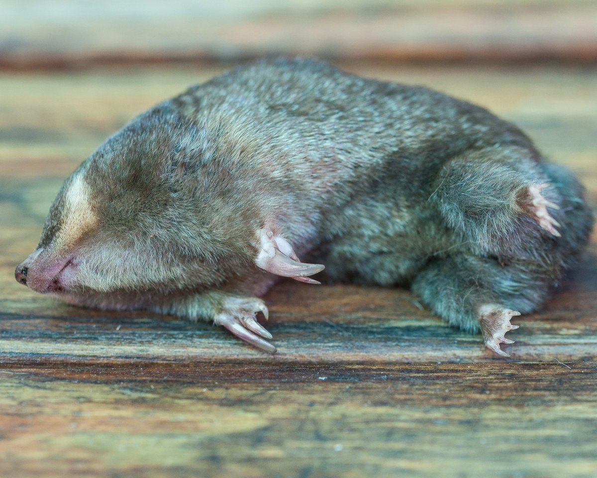 Chuột chũi vàng Cape (Chrysochloris asiatica) dài 10-11 cm, được ghi nhận phổ biến tại nhiều nơi ở Nam Phi. Loài này sử dụng ngón chân thứ hai rất lớn ở bàn chân trước để đào hang.