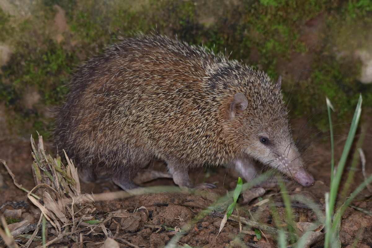 Chuột nhím thường (Tenrec ecaudatus) dài 26-39 cm, phân bố trên toàn đảo Madagascar. Lớn nhất trong họ Chuột nhím, loài này không có đuôi, con cái có đến 29 núm vú, nhiều hơn bất kỳ loài thú có vú nào khác.