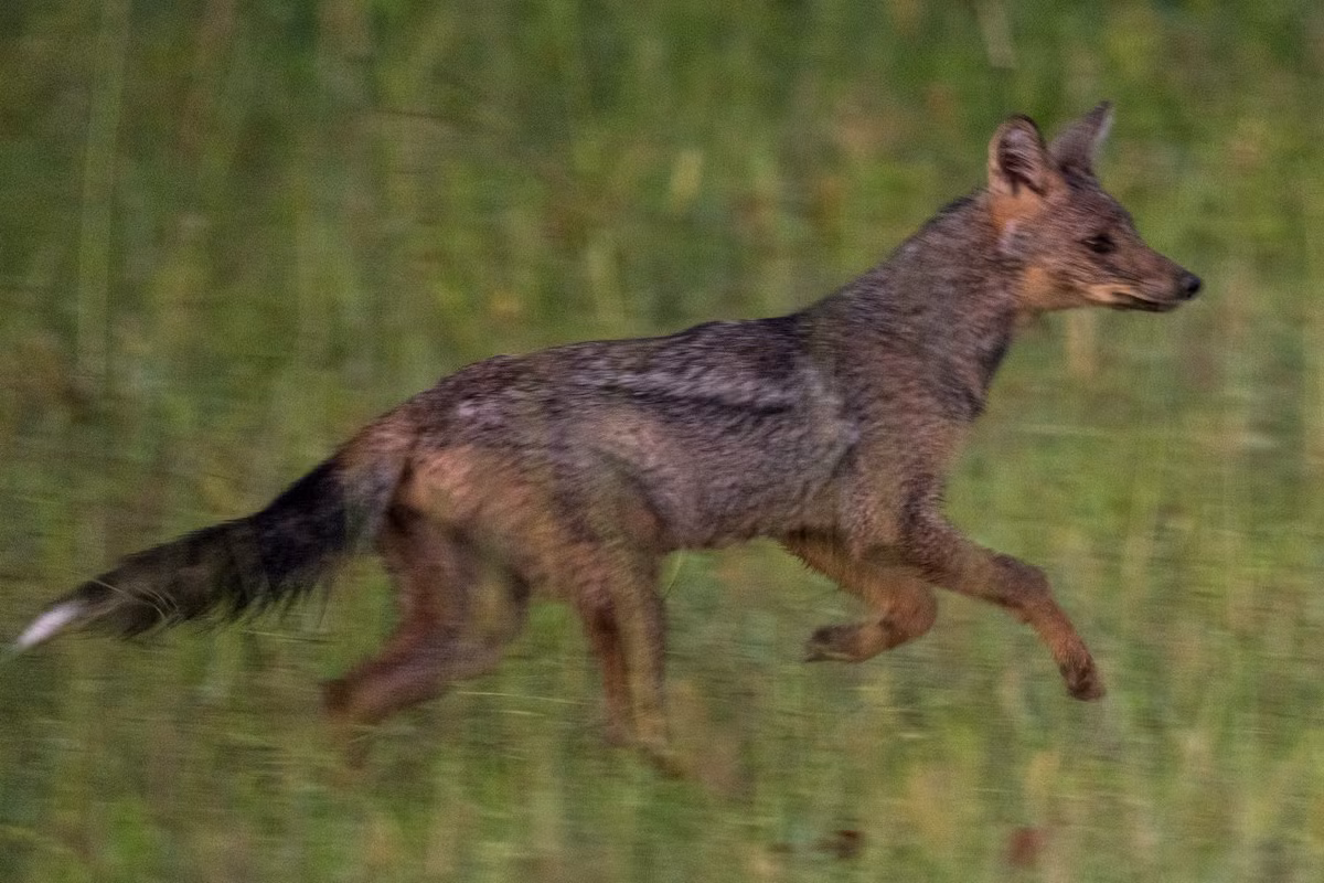  Chó rừng vằn hông (Lupulella adusta). Kích thước: Thân dài 70–80 cm. Khu vực phân bố: Trung Phi. Tình trạng bảo tồn trong Sách Đỏ IUCN: Ít quan tâm. Ảnh: iNaturalist.