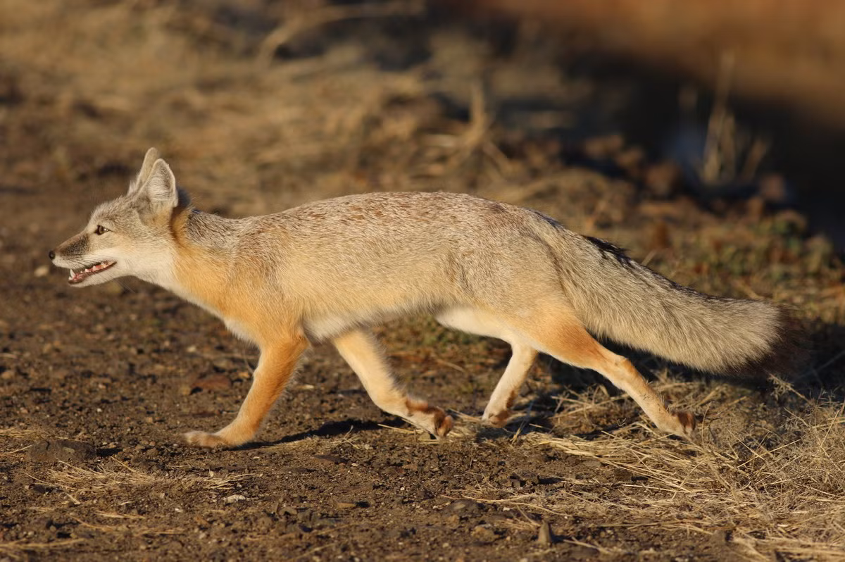  Cáo Corsac (Vulpes corsac). Kích thước: Thân dài 45–60 cm. Khu vực phân bố: Trung Á. Tình trạng bảo tồn trong Sách Đỏ IUCN: Ít quan tâm. Ảnh: Wiley Online Library.