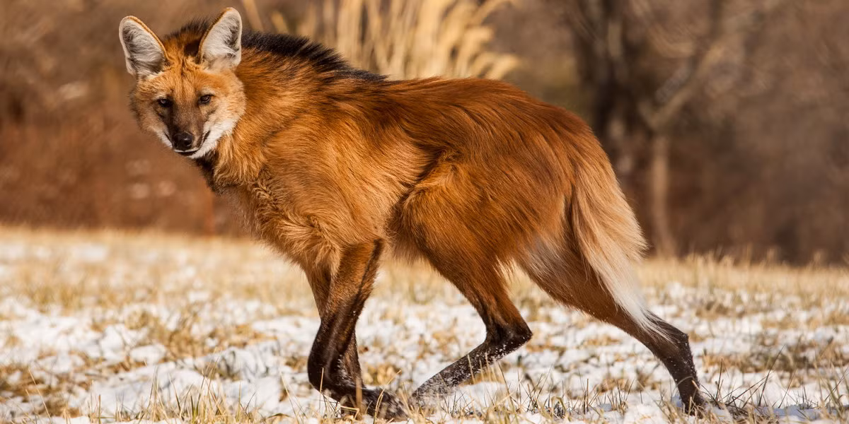  Sói bờm (Chrysocyon brachyurus). Kích thước: Thân dài 100–130 cm. Khu vực phân bố: Miền trung của Nam Mỹ. Tình trạng bảo tồn trong Sách Đỏ IUCN: Sắp bị đe dọa. Ảnh: Smithsonian's National Zoo.