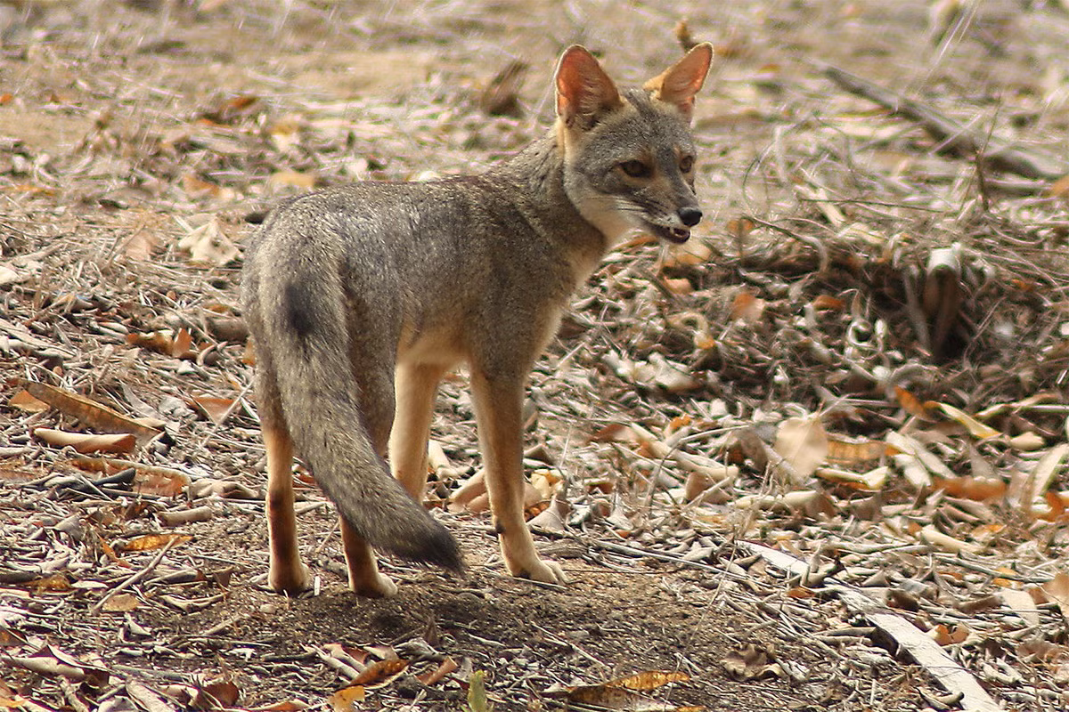  Cáo Sechuran (Lycalopex sechurae). Kích thước: Thân dài 50–78 cm. Khu vực phân bố: Sa mạc Sechura ở Tây Nam Ecuador và Tây Bắc Peru. Tình trạng bảo tồn trong Sách Đỏ IUCN: Sắp bị đe dọa. Ảnh: Galería Bioweb Ecuador.