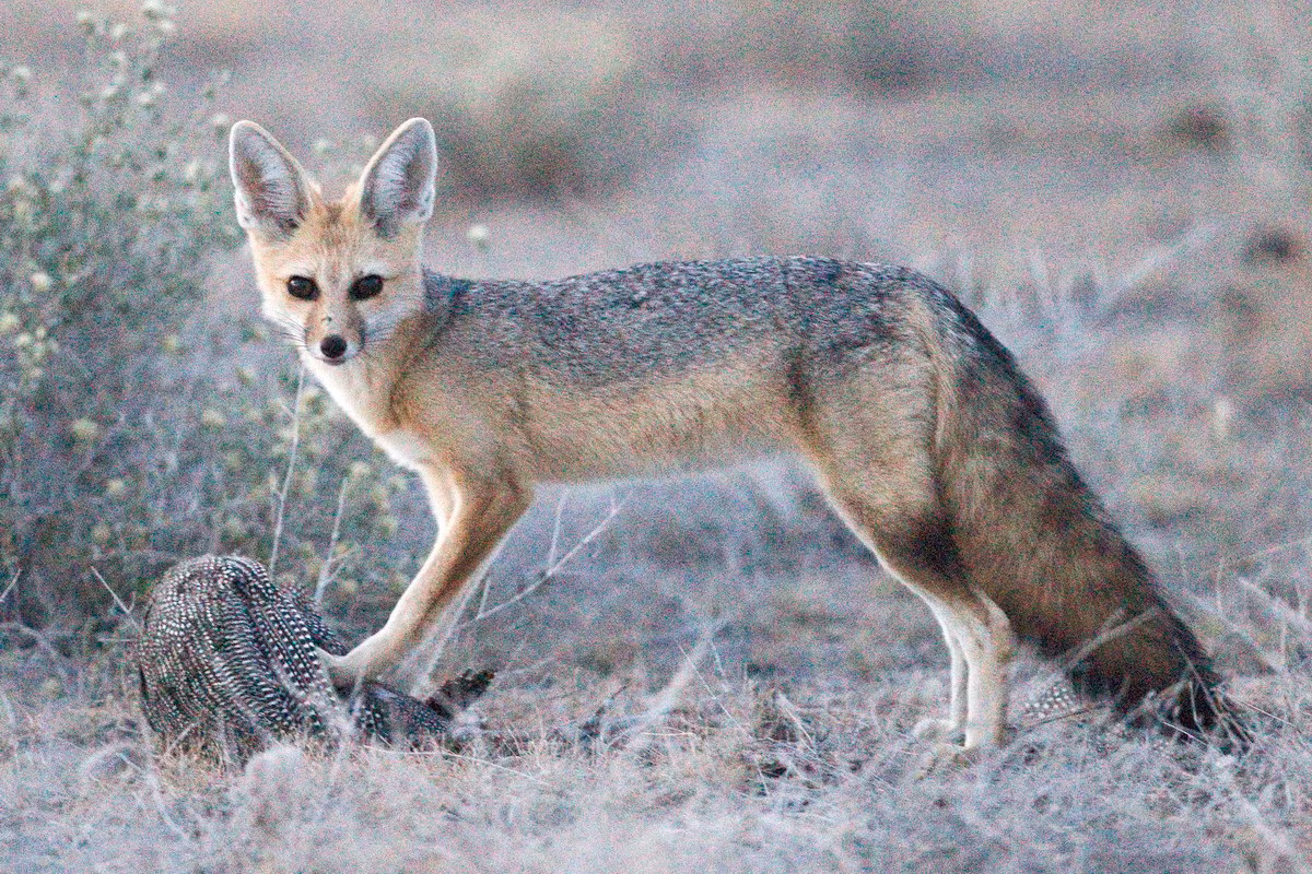  Cáo Cape (Vulpes chama). Kích thước: Thân dài 45–61 cm. Khu vực phân bố: Nam Phi. Tình trạng bảo tồn trong Sách Đỏ IUCN: Ít quan tâm. Ảnh: Wikipedia.