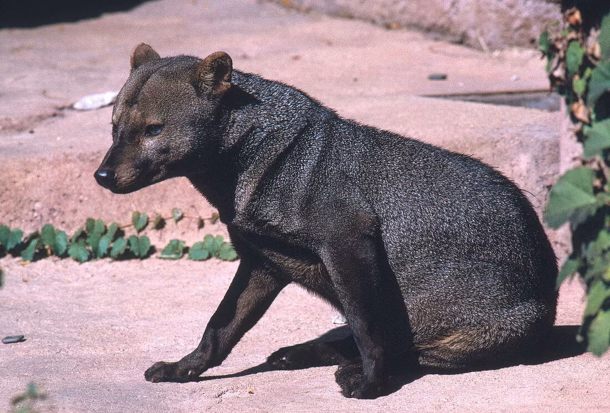  Chó tai ngắn (Atelocynus microtis). Kích thước: Thân dài 72–100 cm. Khu vực phân bố: Rừng nhiệt đới Tây Amazon ở Nam Mỹ. Tình trạng bảo tồn trong Sách Đỏ IUCN: Sắp bị đe dọa. Ảnh: Science Photo Library.