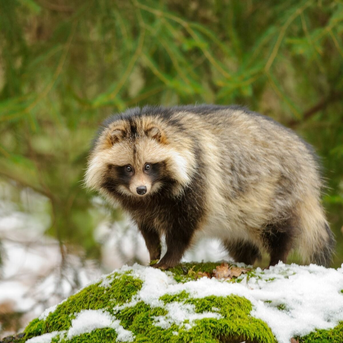  Lửng chó Nhật Bản (Nyctereutes viverrinus). Kích thước: Thân dài 49–71 cm. Khu vực phân bố: Nhật Bản. Tình trạng bảo tồn trong Sách Đỏ IUCN: Ít quan tâm. Ảnh: Femme Actuelle.